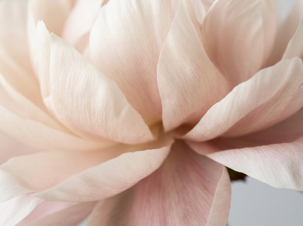 A close-up of pale blush pink flower petals with soft, layered ripples and a light neutral background.